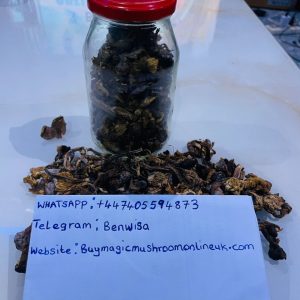 Golden teacher Mushroom