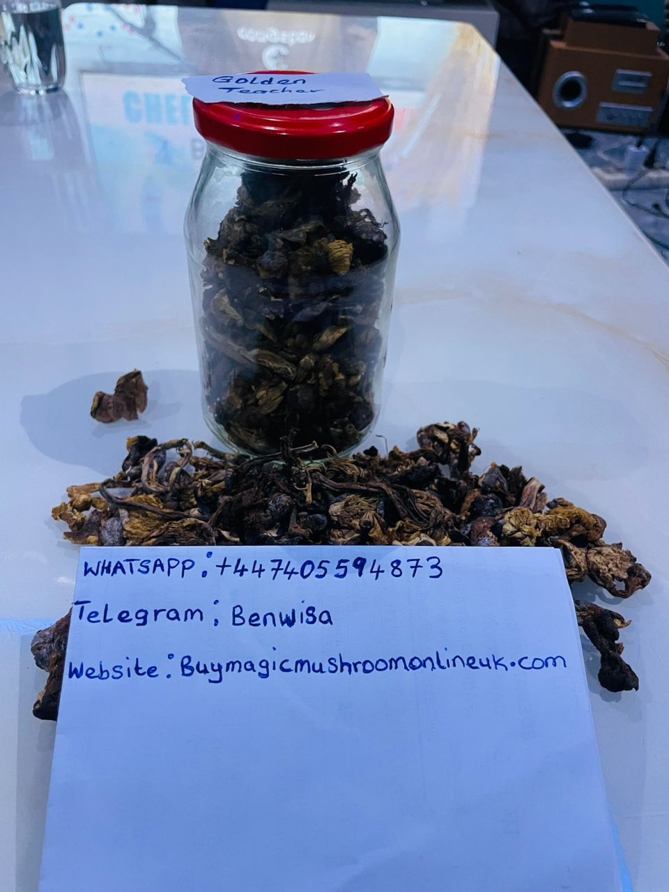 Golden teacher Mushroom