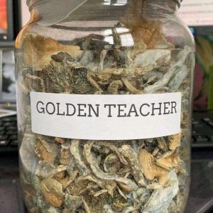 Golden teacher Mushroom