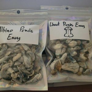 Albino Penis envy mushrooms