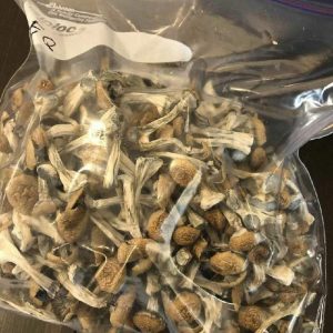 Magic Mushroom for Sale