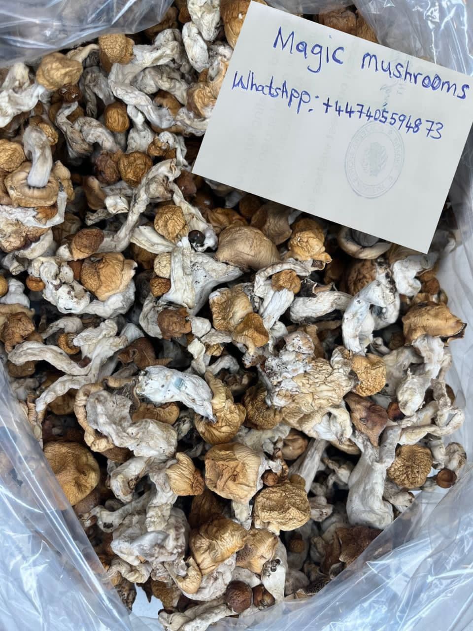 historical use of magic mushrooms