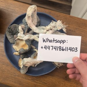 Golden teacher Mushroom