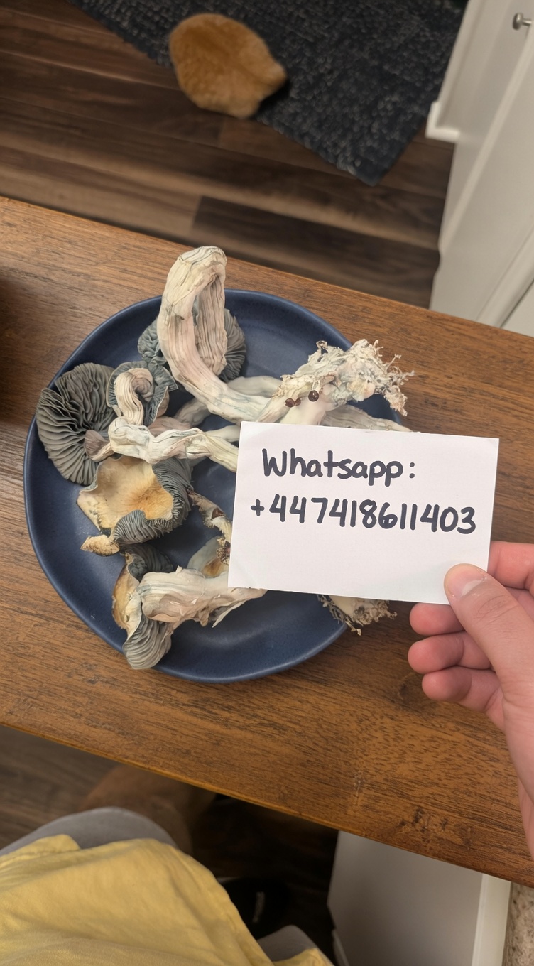 Golden teacher Mushroom