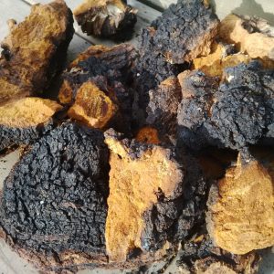 chaga magic mushroom