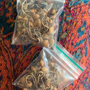 Liberty cap mushroom