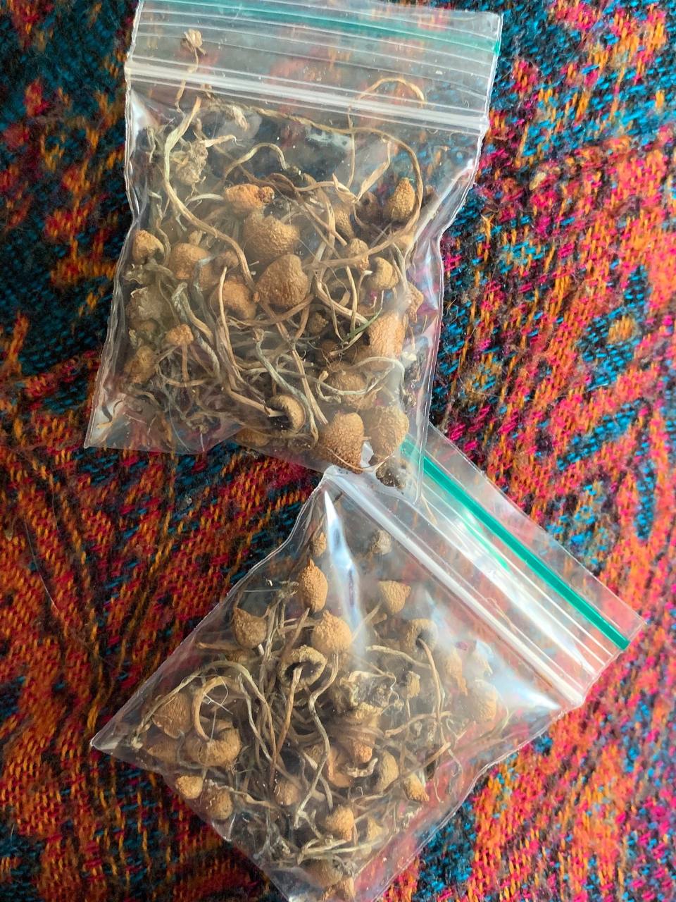 most common magic mushroom in uk