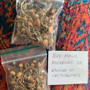 liberty cap mushroom