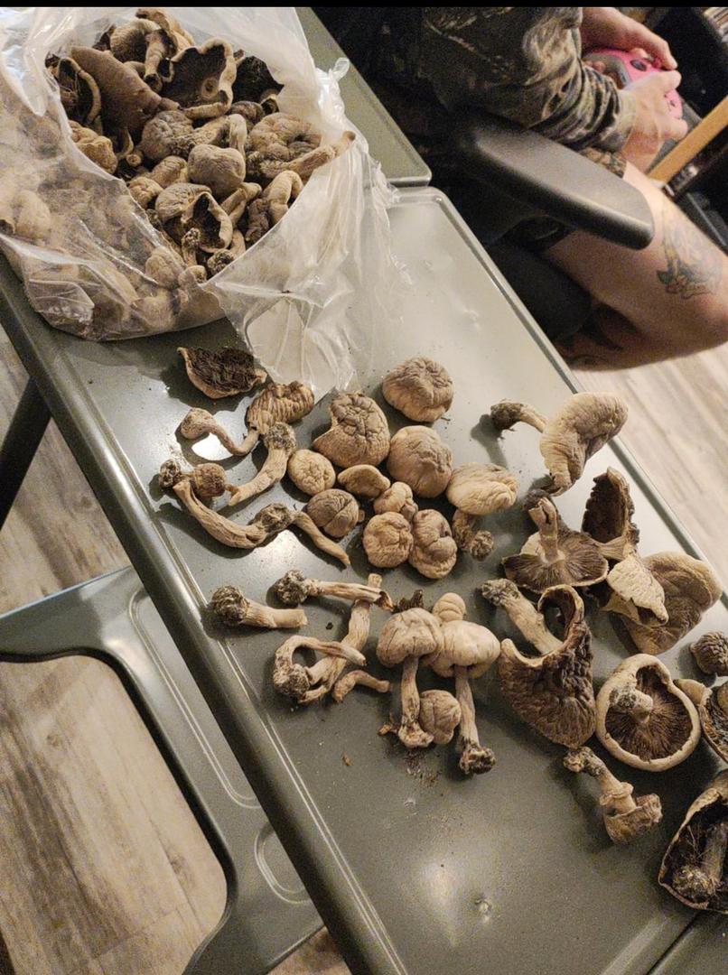 Magic Mushrooms in Aylesbury Vale United Kingdom