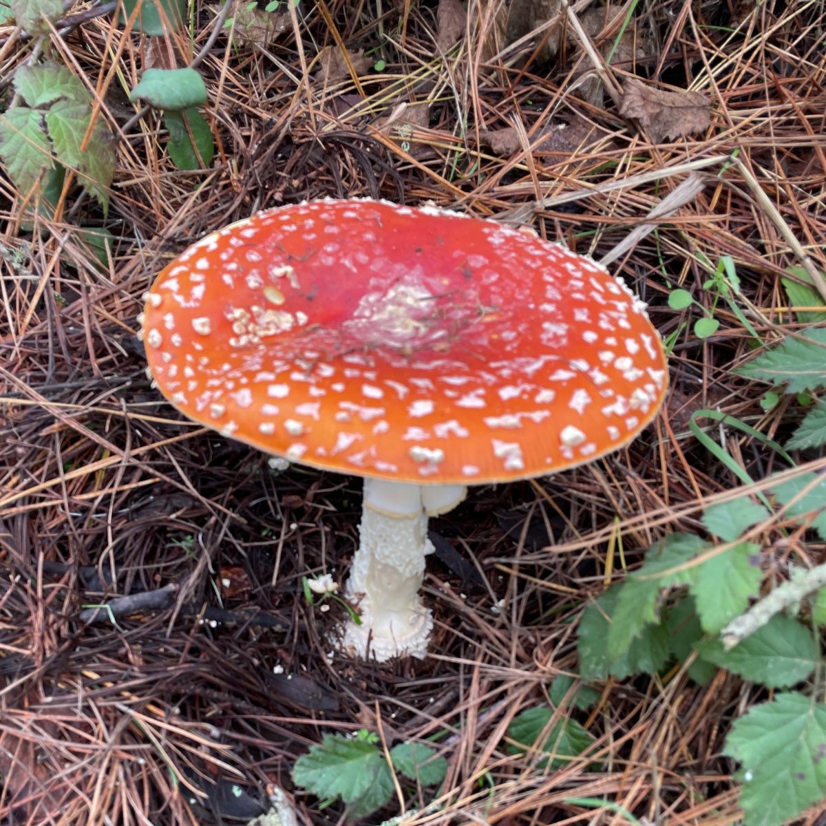 Magic Mushrooms Effects