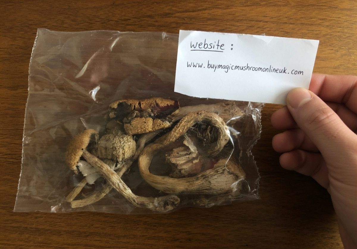 magic mushroom brands