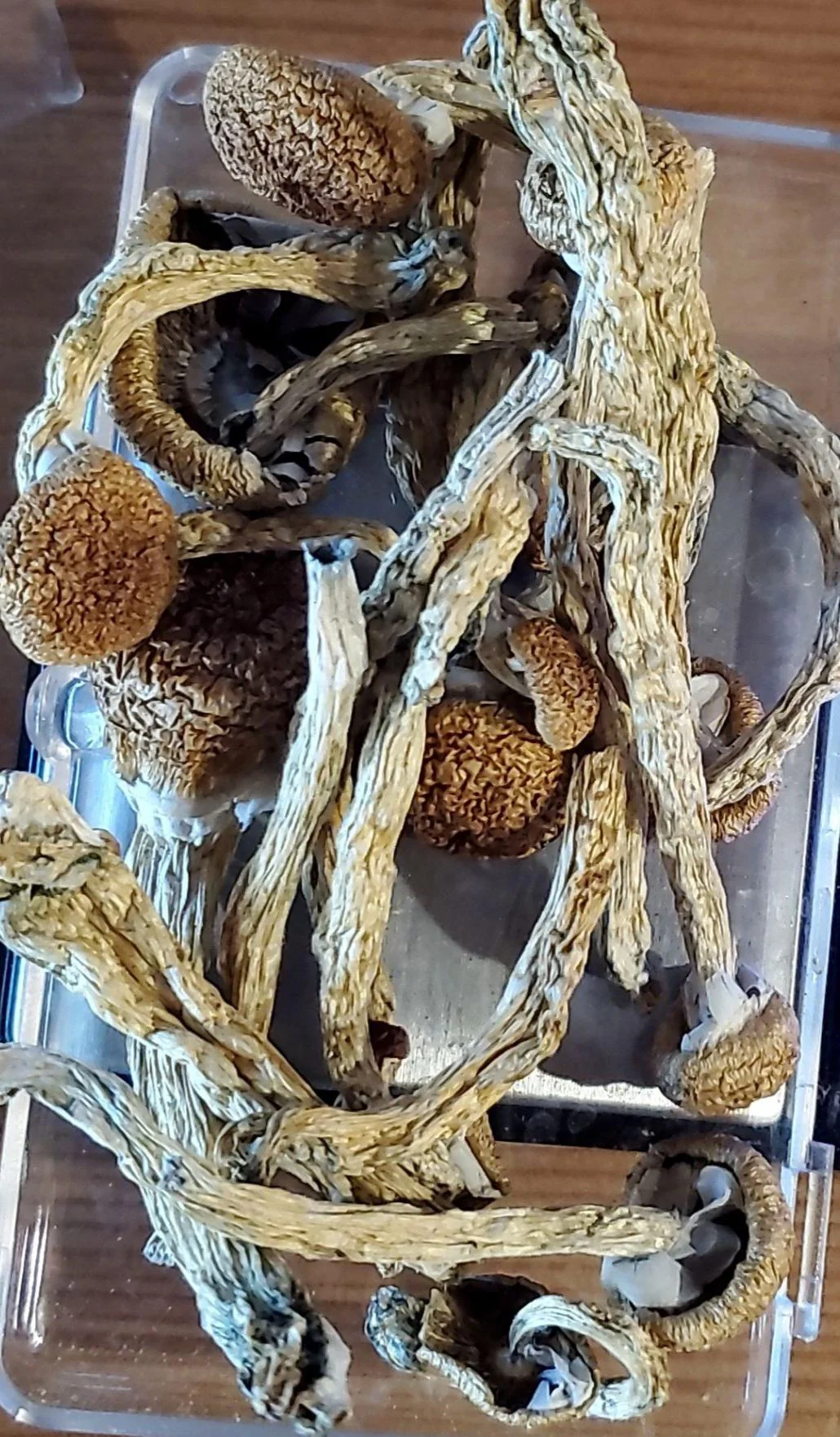 magic mushrooms