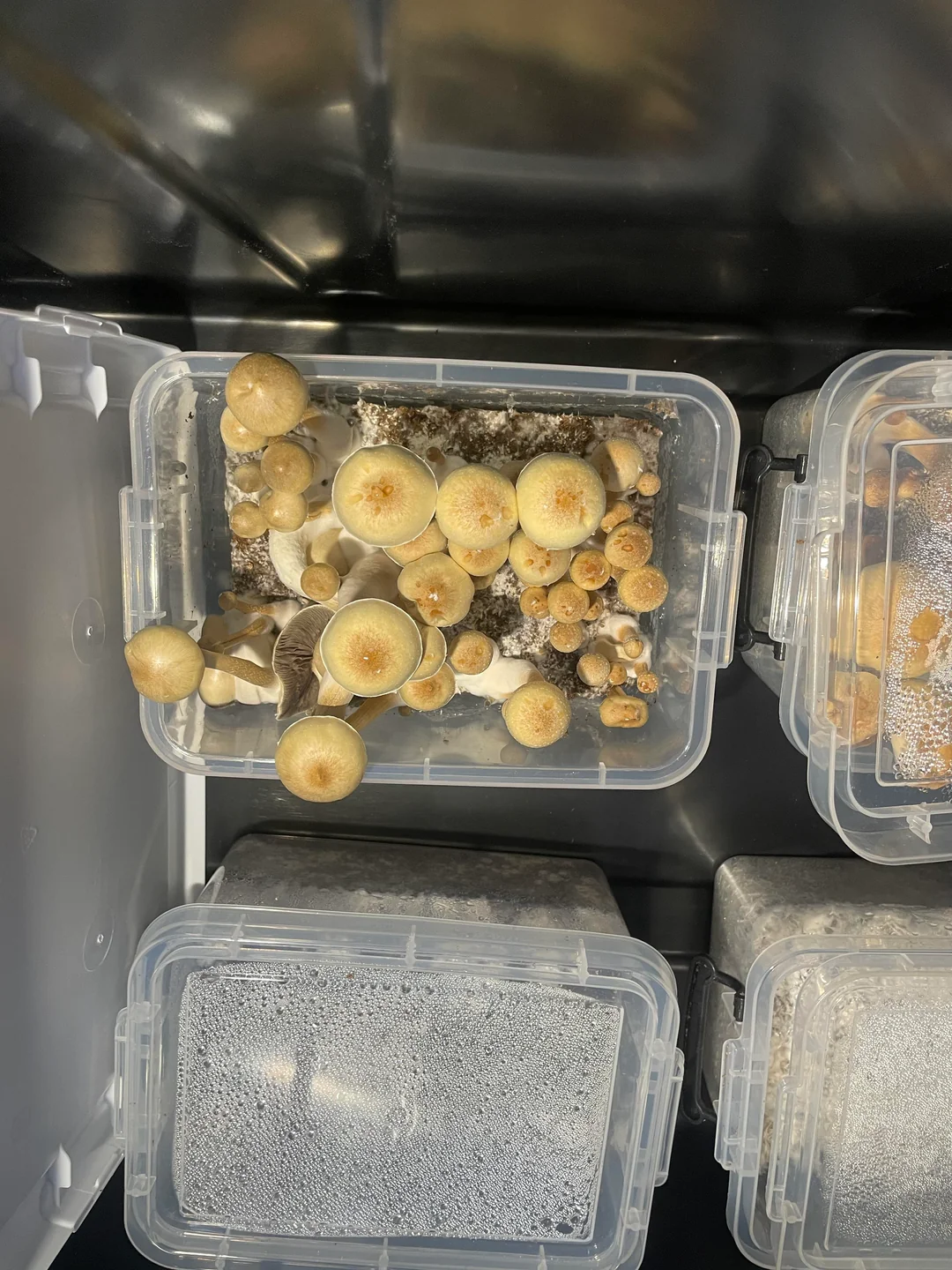 magic mushrooms