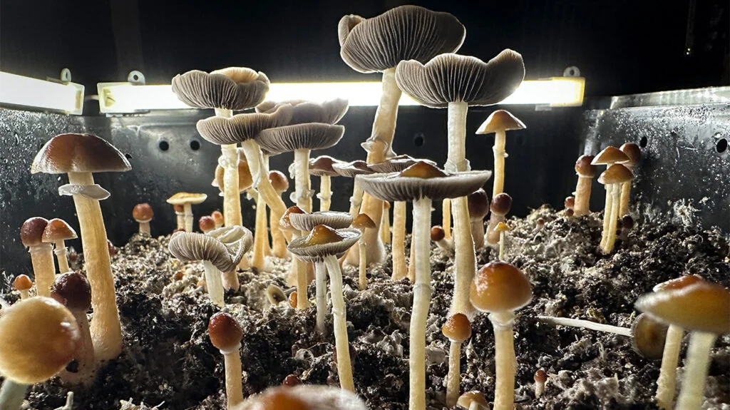 Benefits of Magic Mushrooms